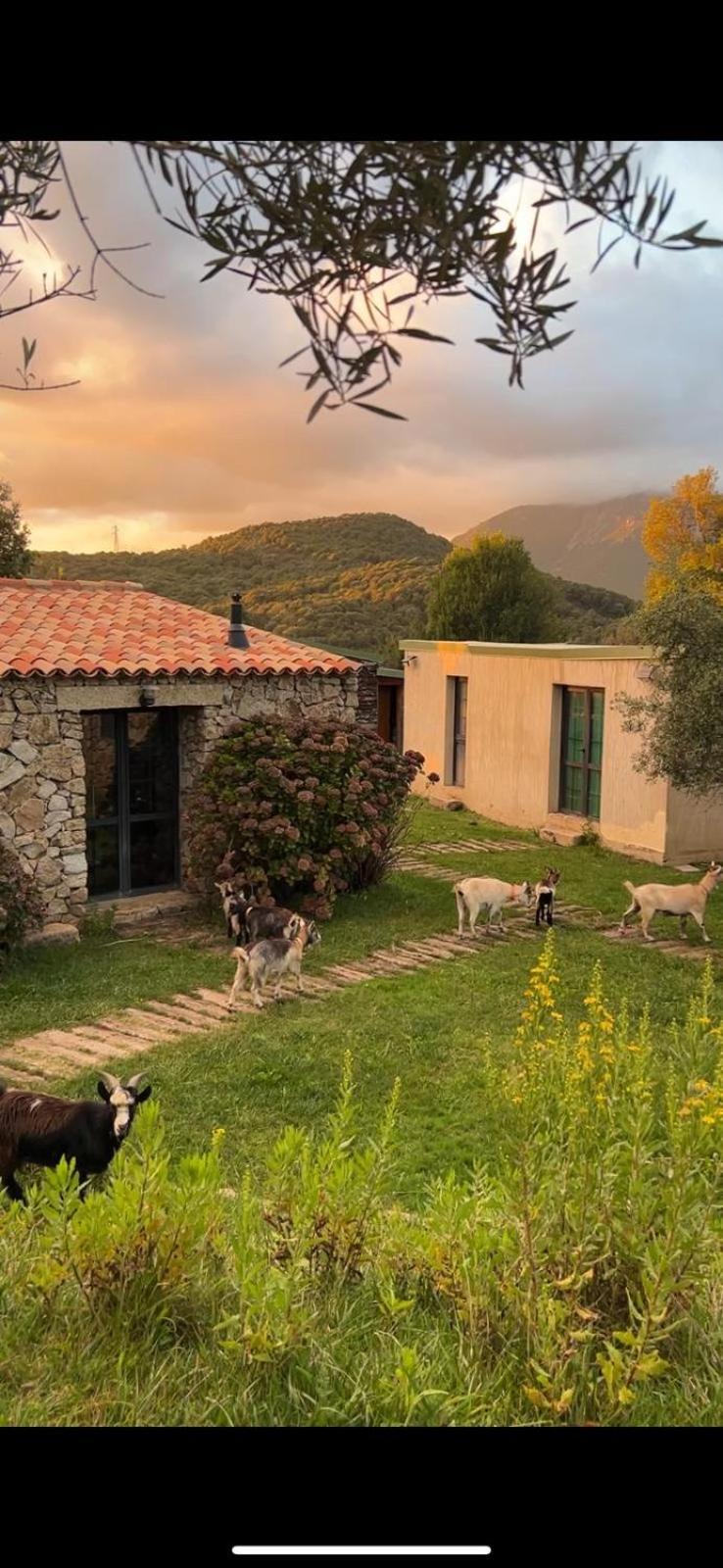 Bergerie Du Prunelli Cauro Dış mekan fotoğraf